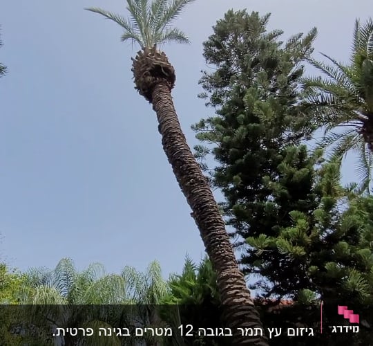 עץ דקל גבוה עם ענפים גזומים
